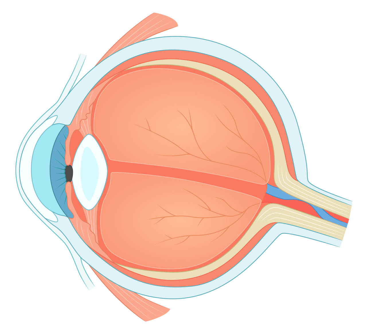 schematic eye